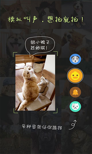 萌宠相机app截图4