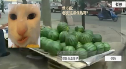 猫猫惊魂夜游戏