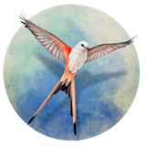 展翅翱翔安卓版