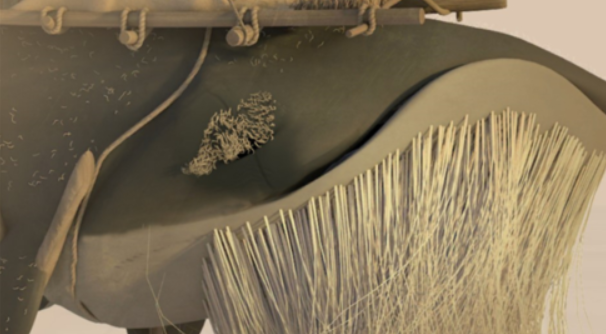 flewn行走的老鲸鱼